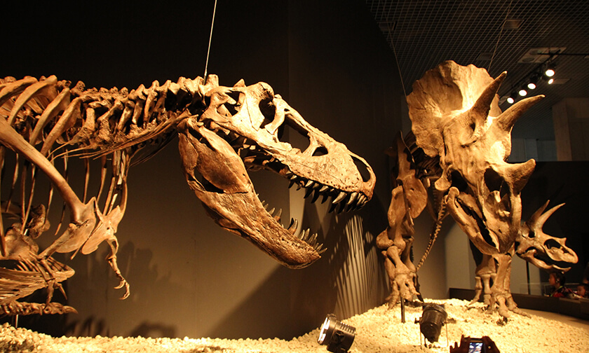 教育・博物館の産業用CT導入事例