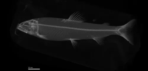 産業用CTを活用した骨格標本の3Dデータ化事例