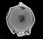 ブラックペッパーの任意断面の3D画像