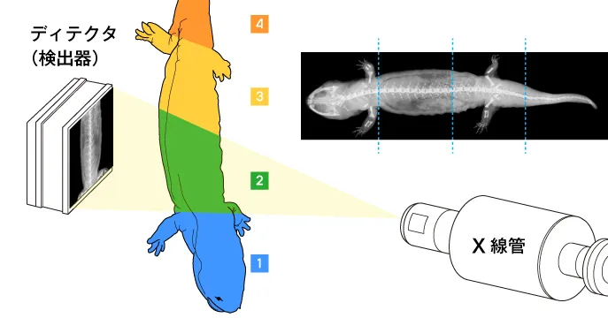 オオサンショウウオのCT画像