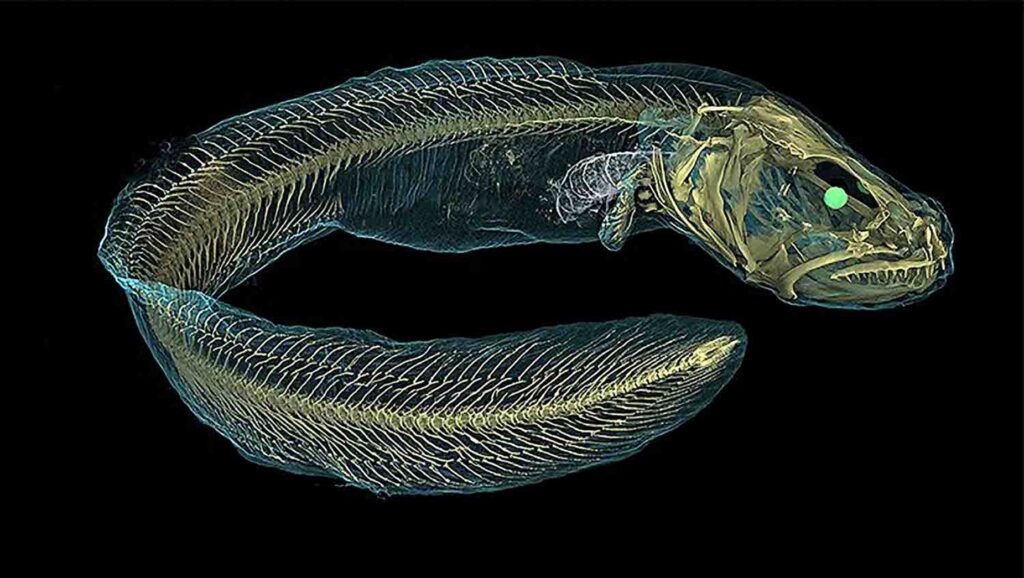 動物相のX線CTスキャン画像